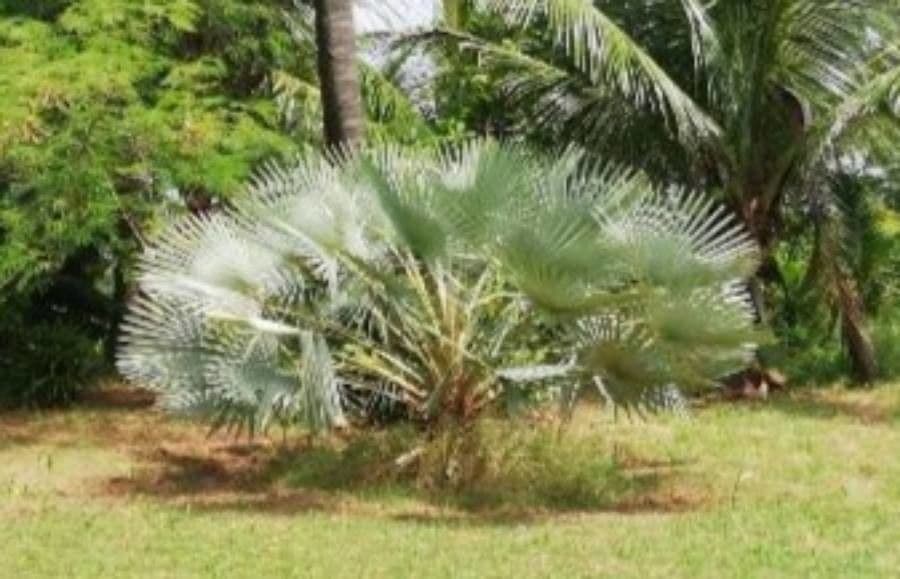 Palma carnauba
