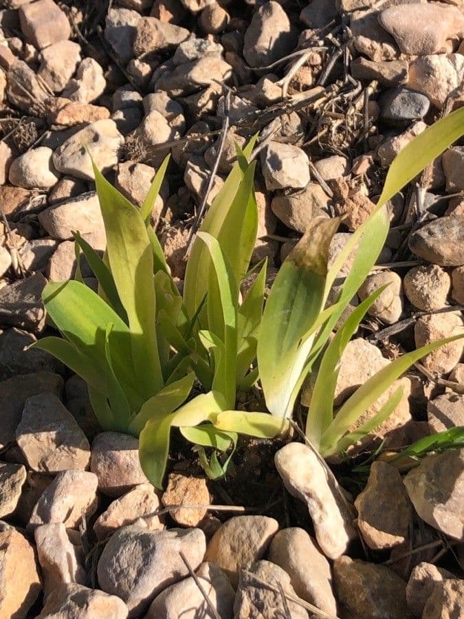 Iris dei tetti 10