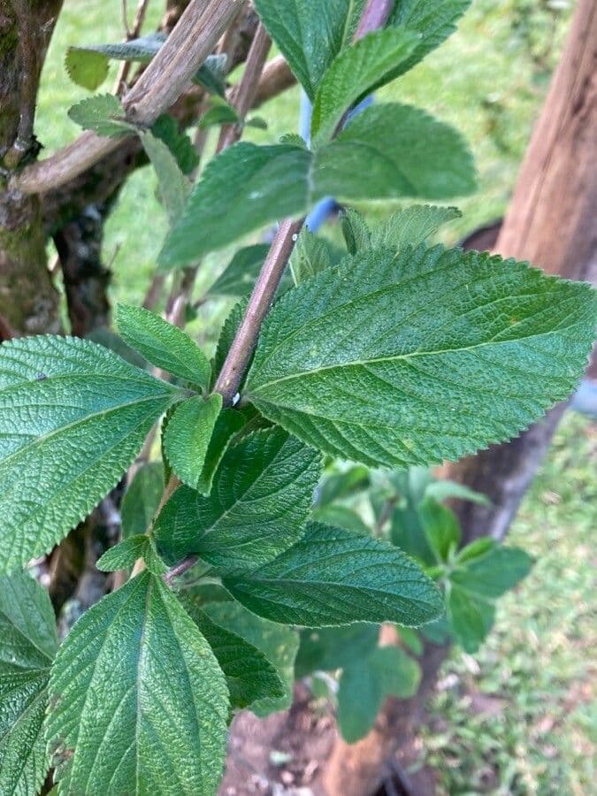 Lippia alba 13