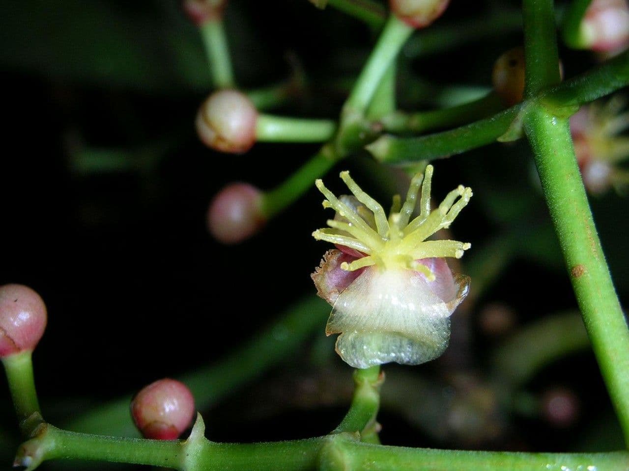 Chrysochlamys 4