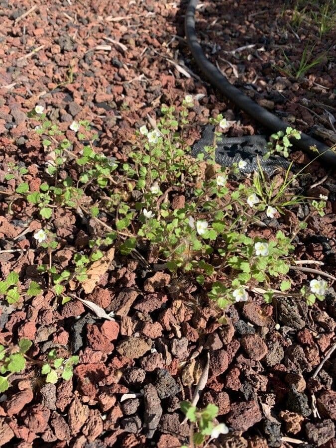 Veronica cymbalaria 13