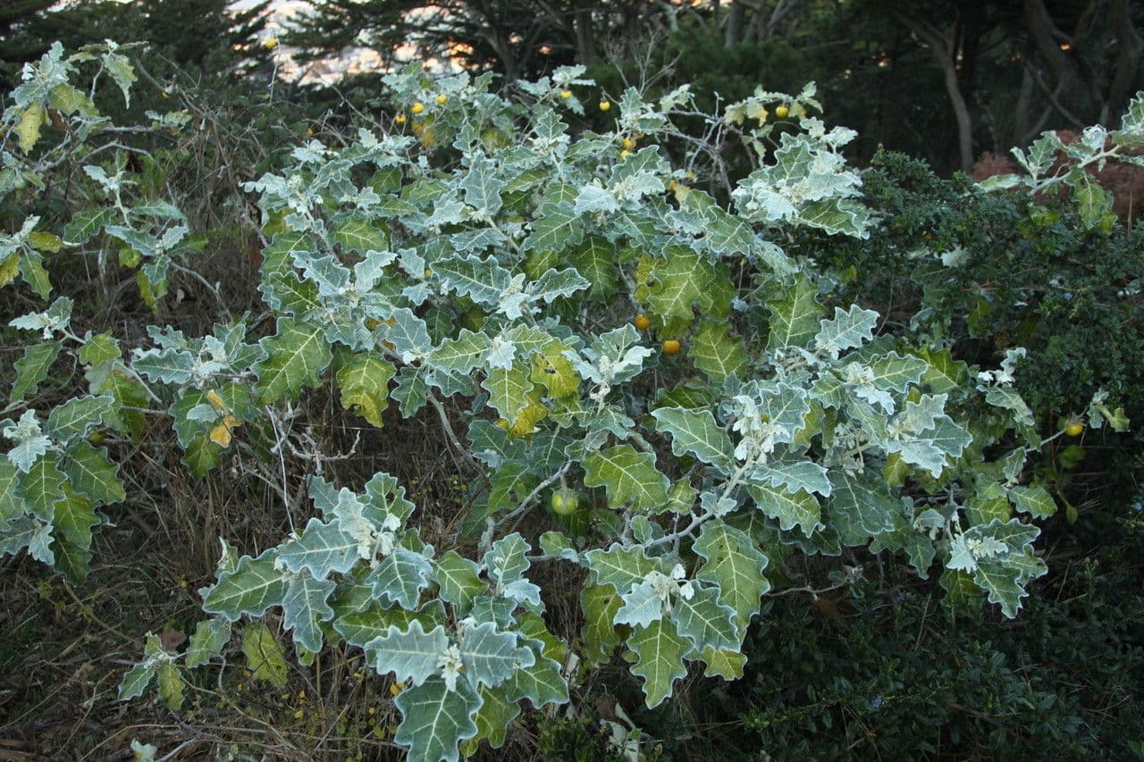 Solanum marginatum 9