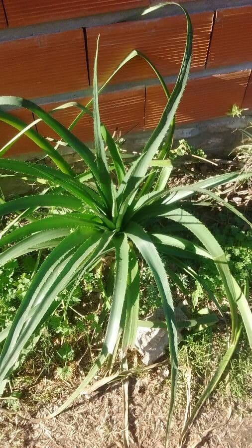 Panicaut à feuilles de pandanus 16