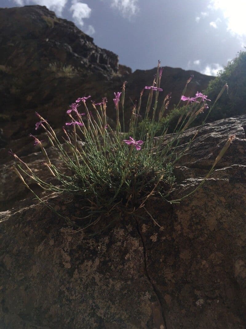 Dianthus 9