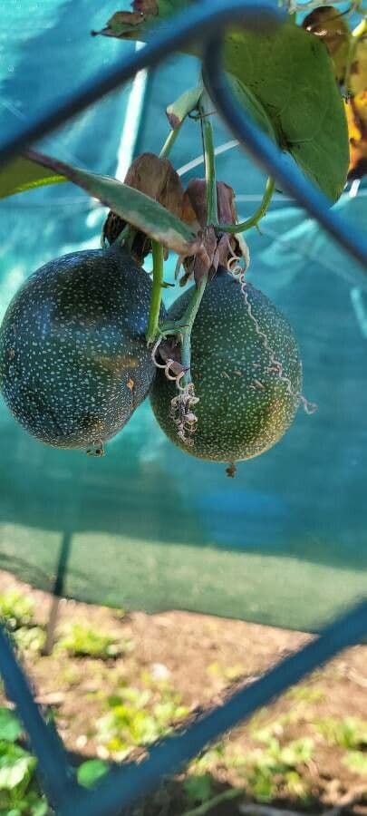 Granadilla dolce