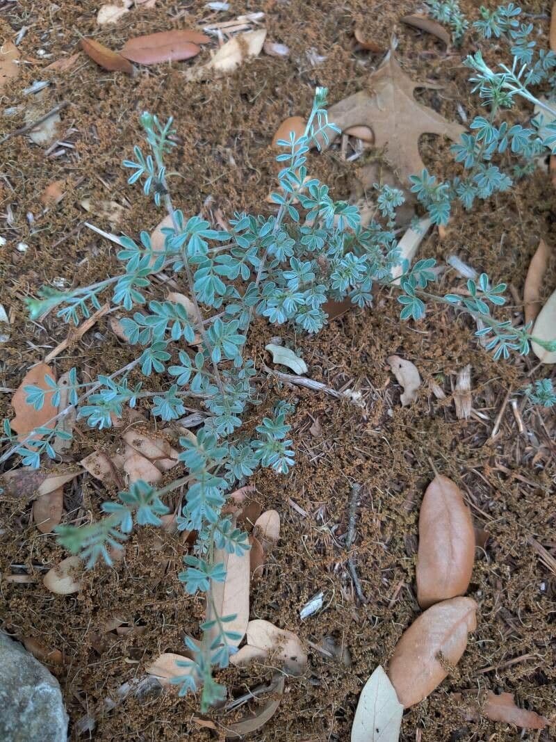 Dalea 11