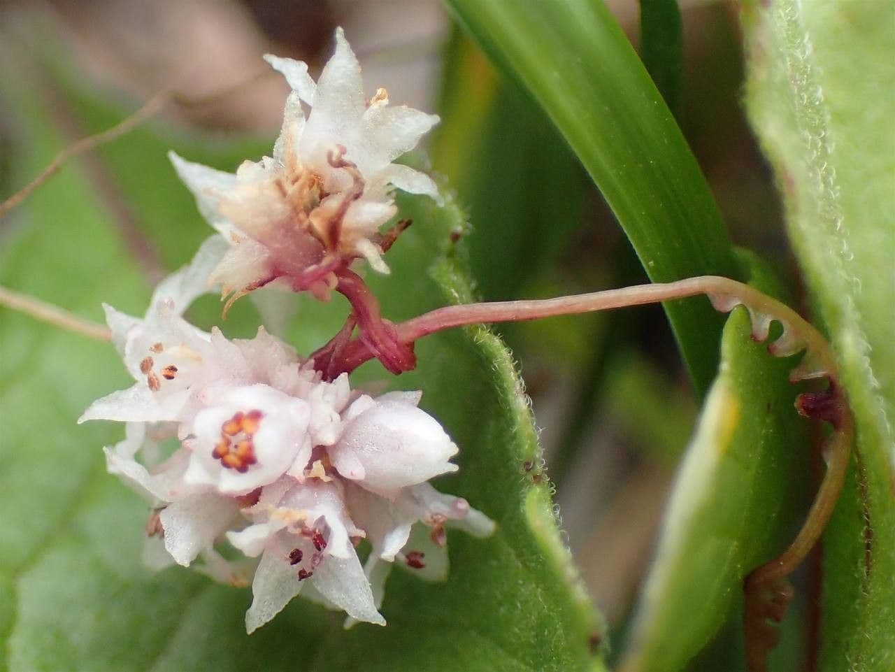 Cuscuta del timo