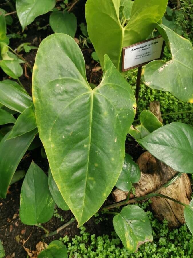 Anturio 11