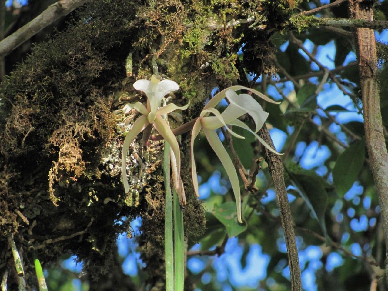 Brassavola 15