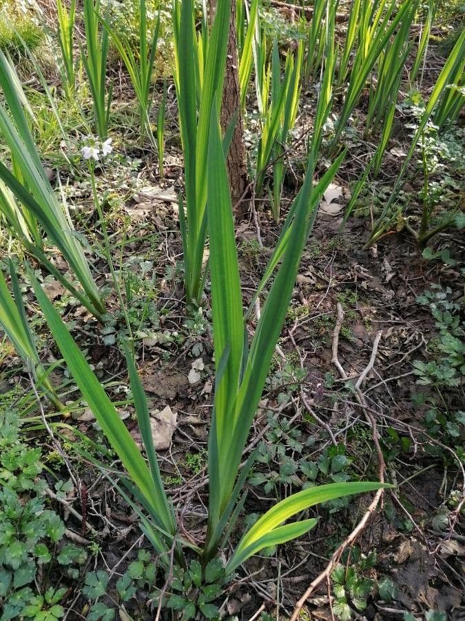 Sumpf-Schwertlilie 21