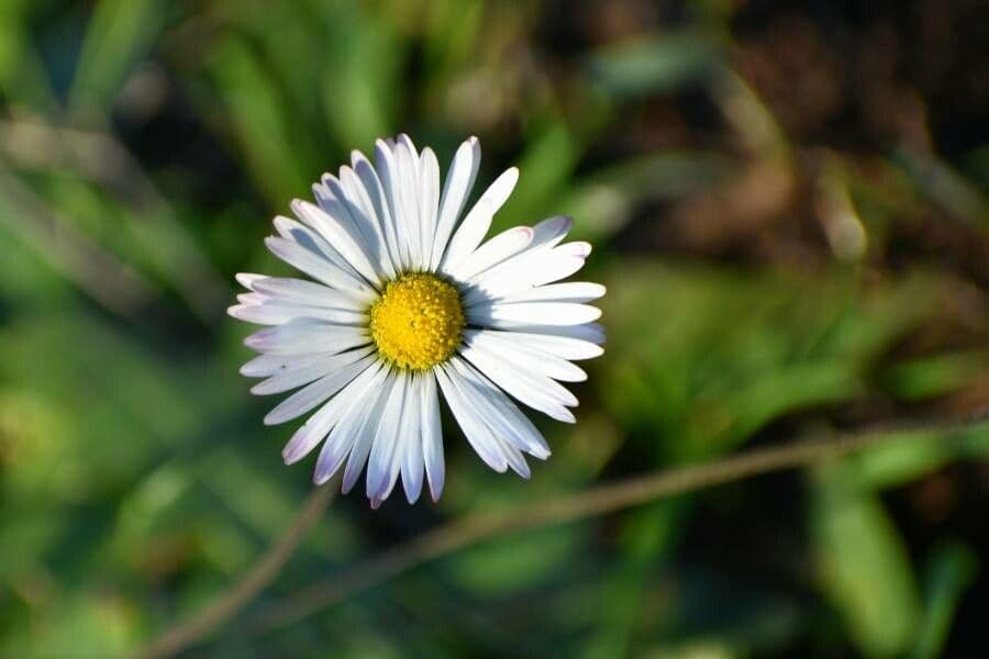 Margherita selvatica 4
