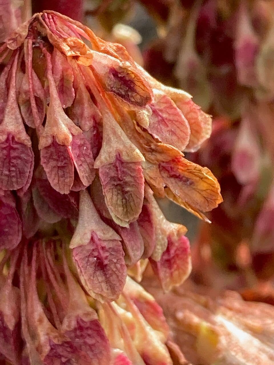 Rumex