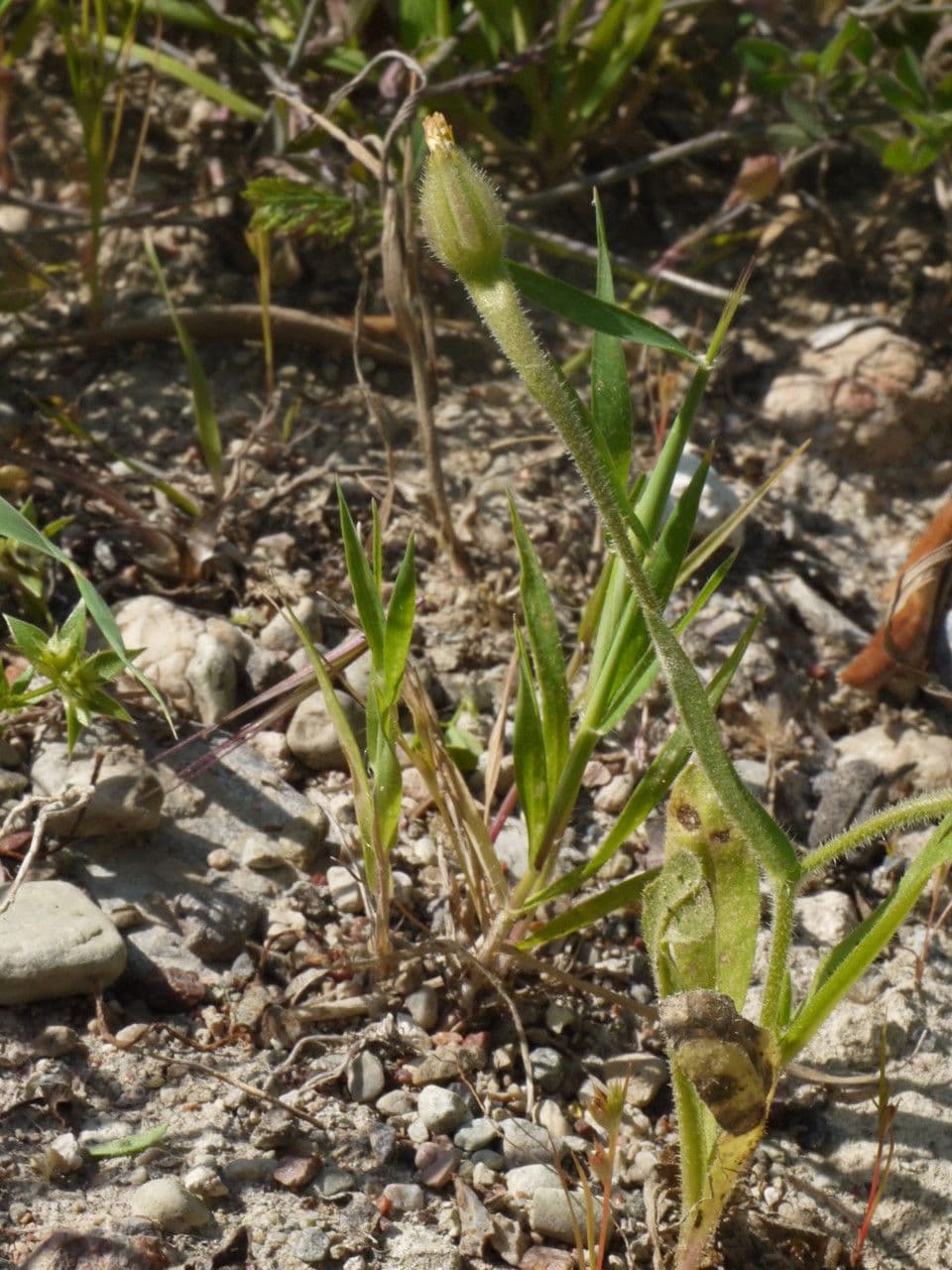 Geropogon hybridus 12