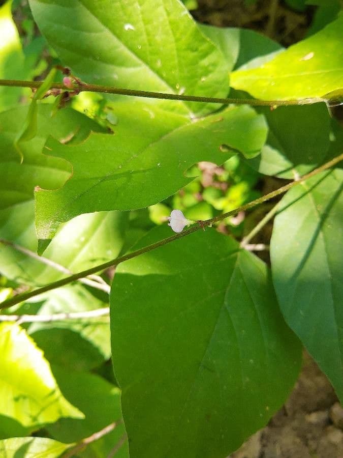 Amphicarpaea bracteata 8