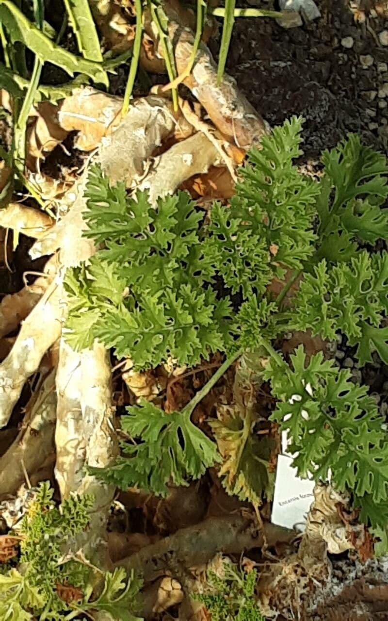 Pelargonia 4