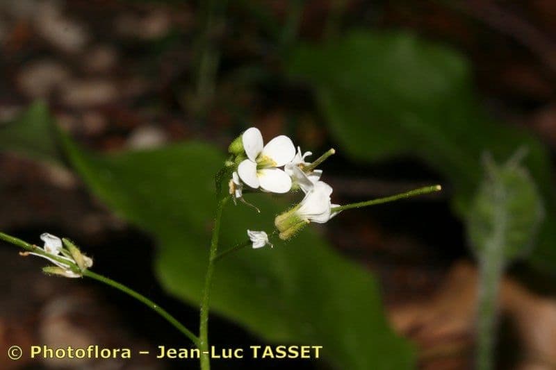 Arabis nova