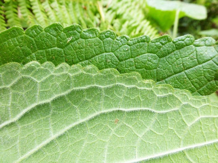 Stachys chamissonis 15