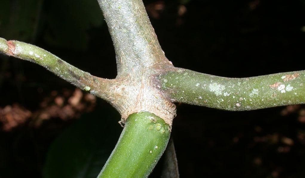 Cetriolo della giungla 18