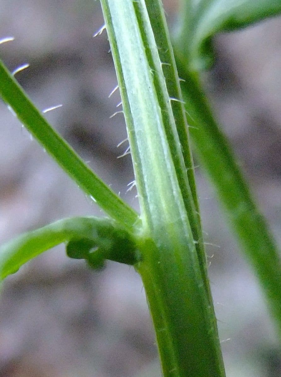 Campanula romboidale 20