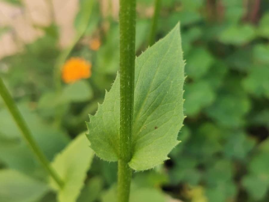 Plantain-leaf leopard's-bane 20