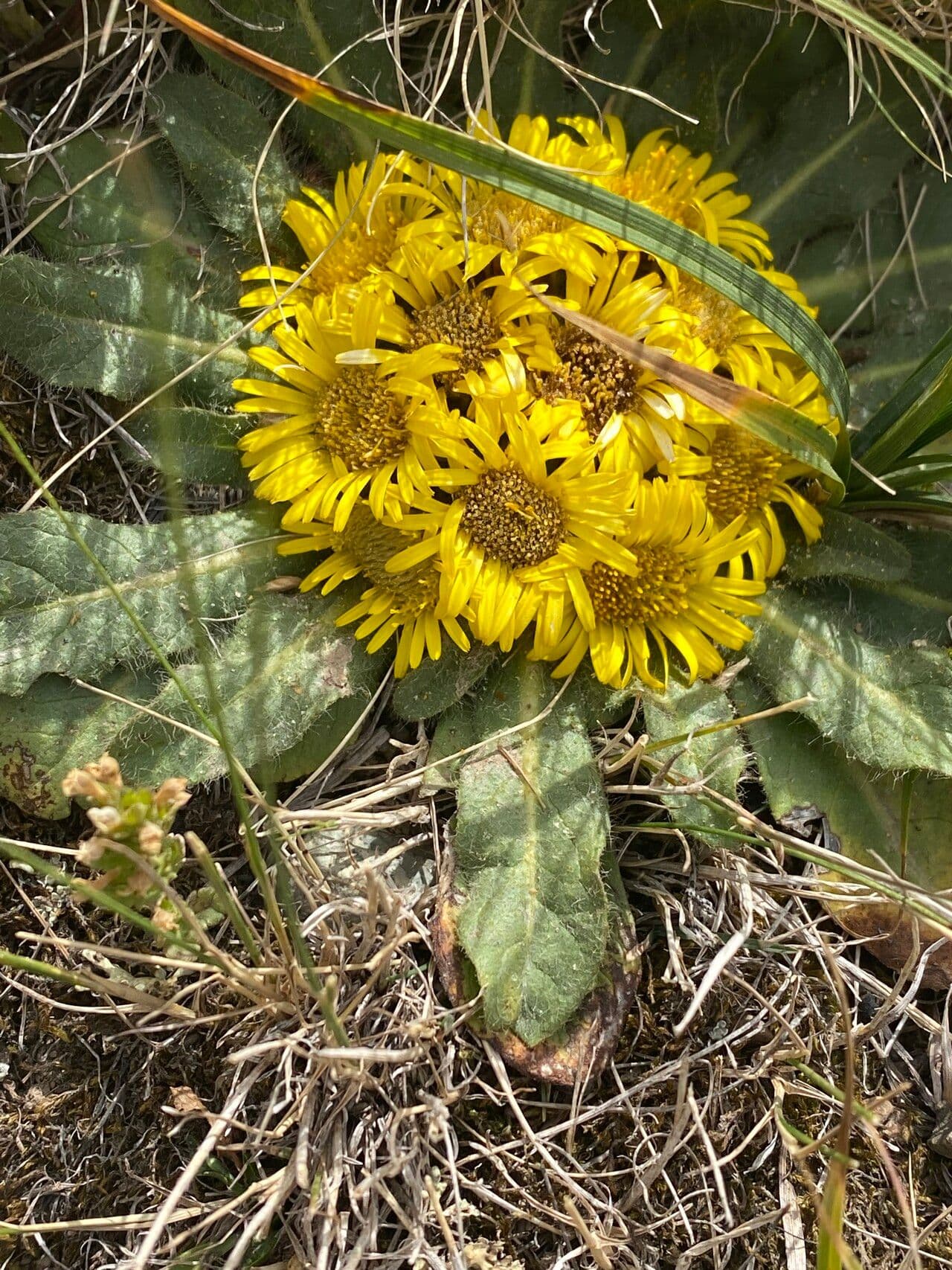 Inula 5