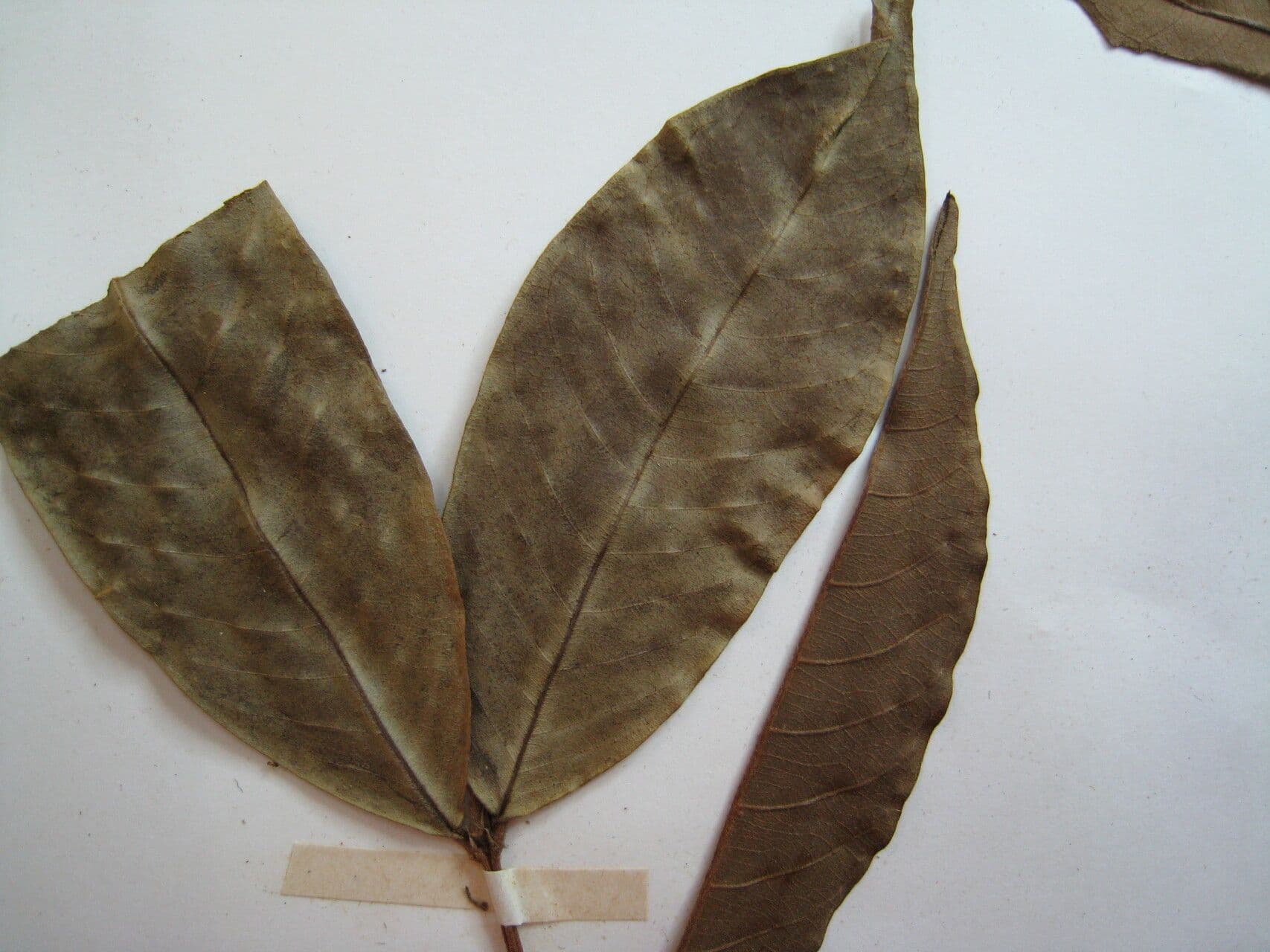 Vochysia 15