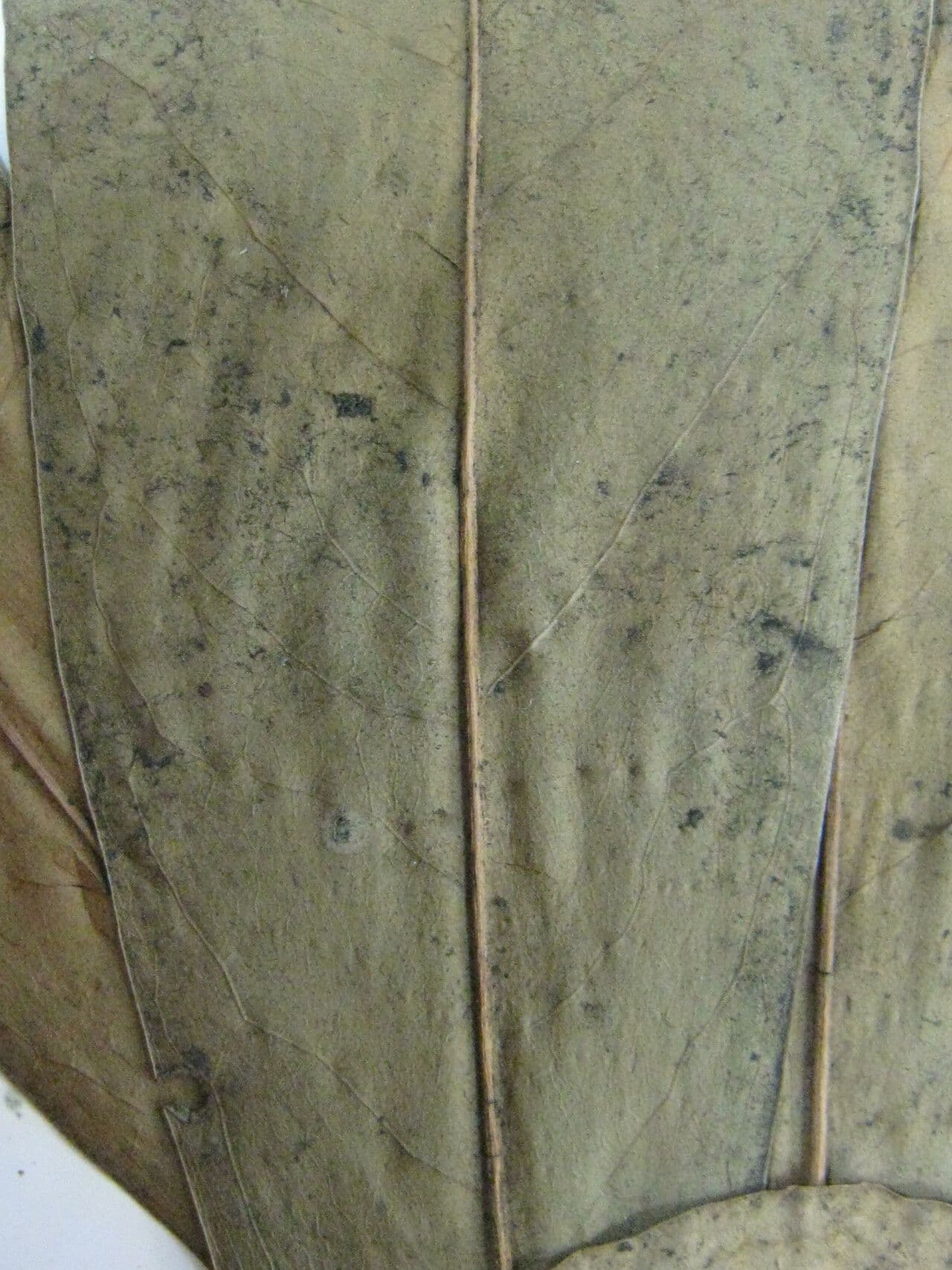 Cybianthus 3