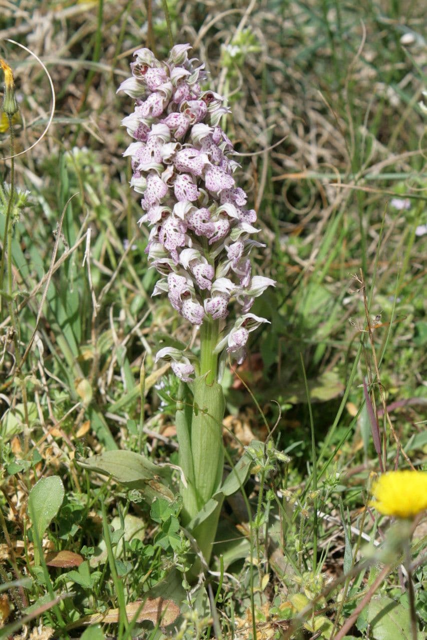 Storczyk 10