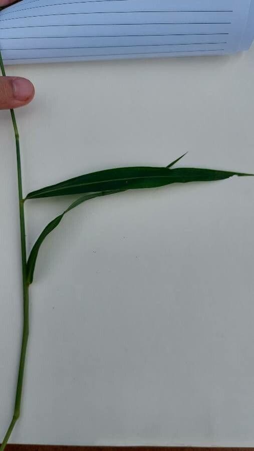 Setaria 9