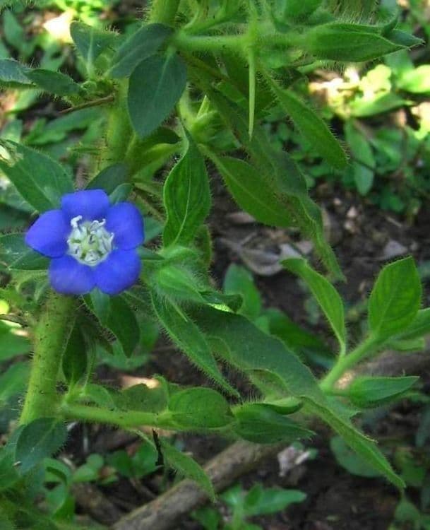Hydrolea 2