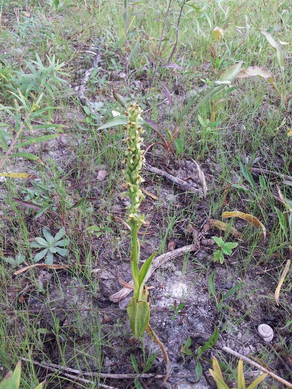 Platantera boreale 9