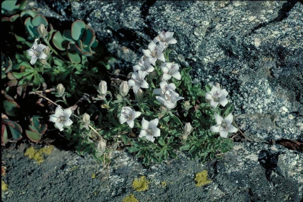 Campanula