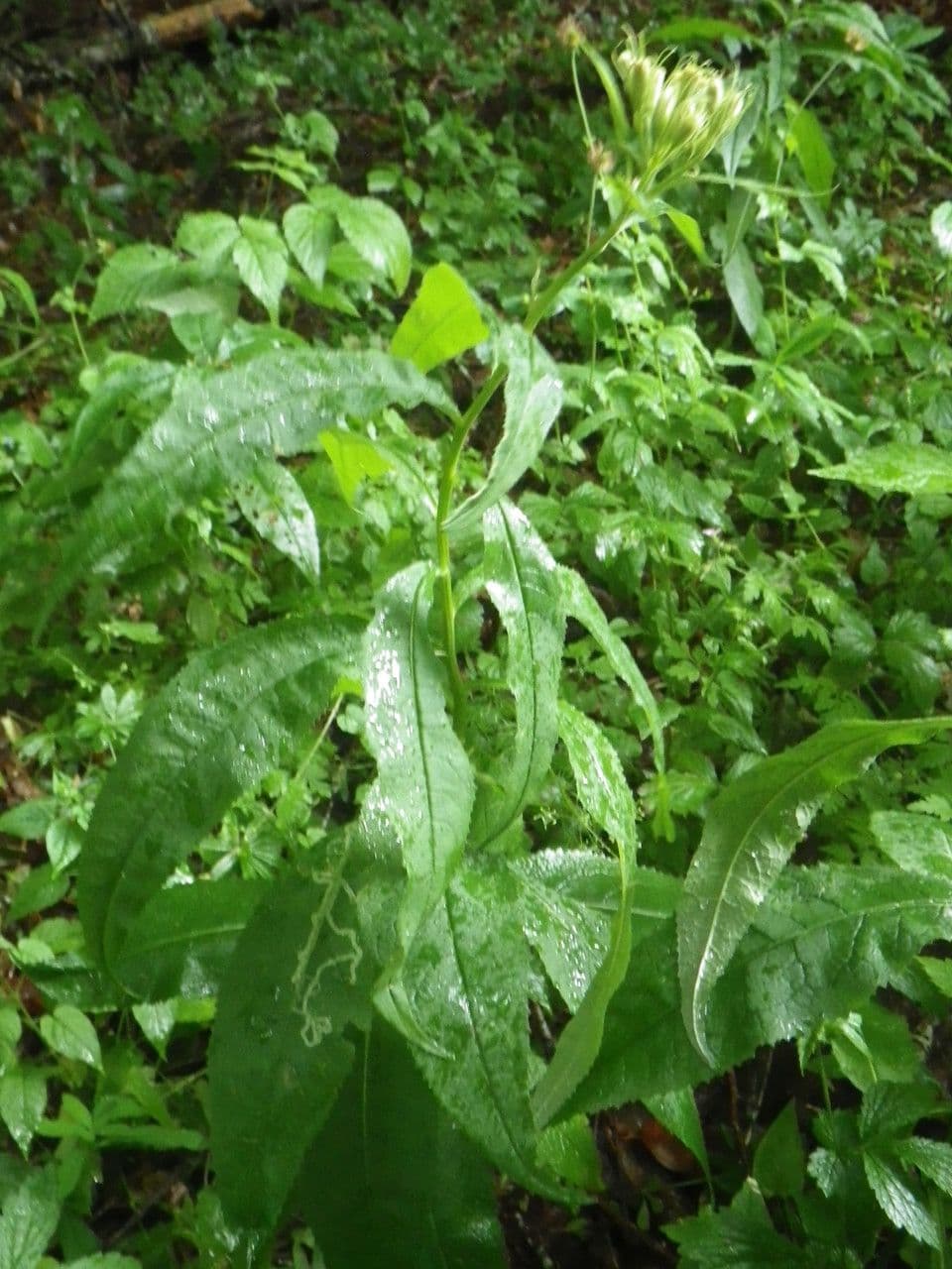Senecio 19