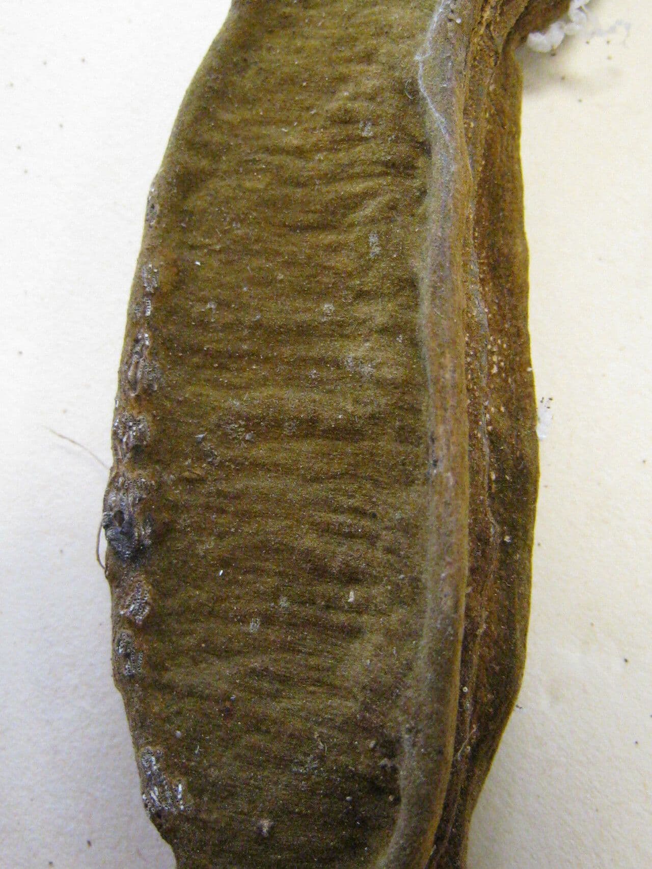 Inga
