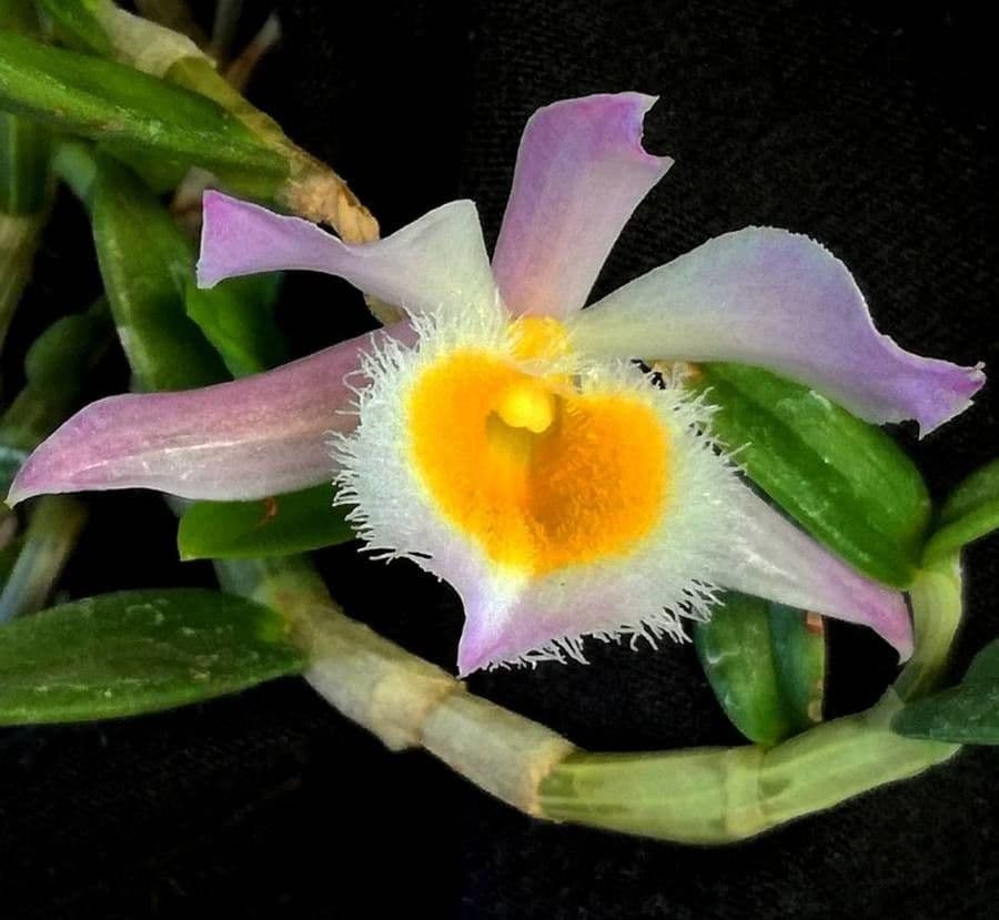 Vavrin 3