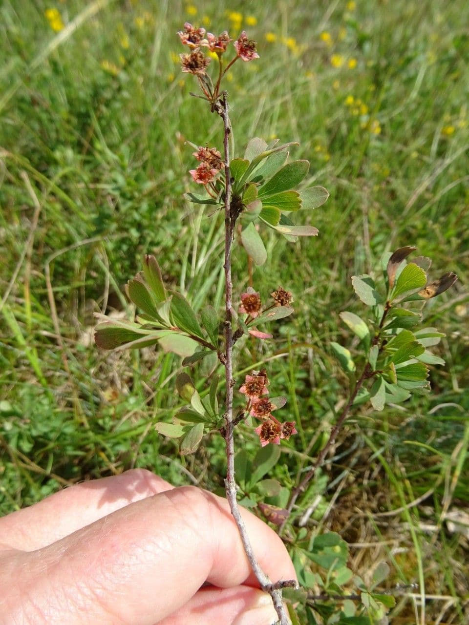 Spirea ipericifolia 9