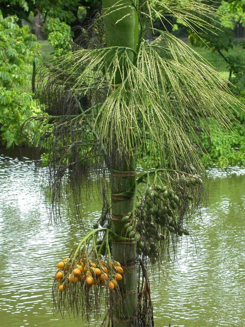 Areca 5