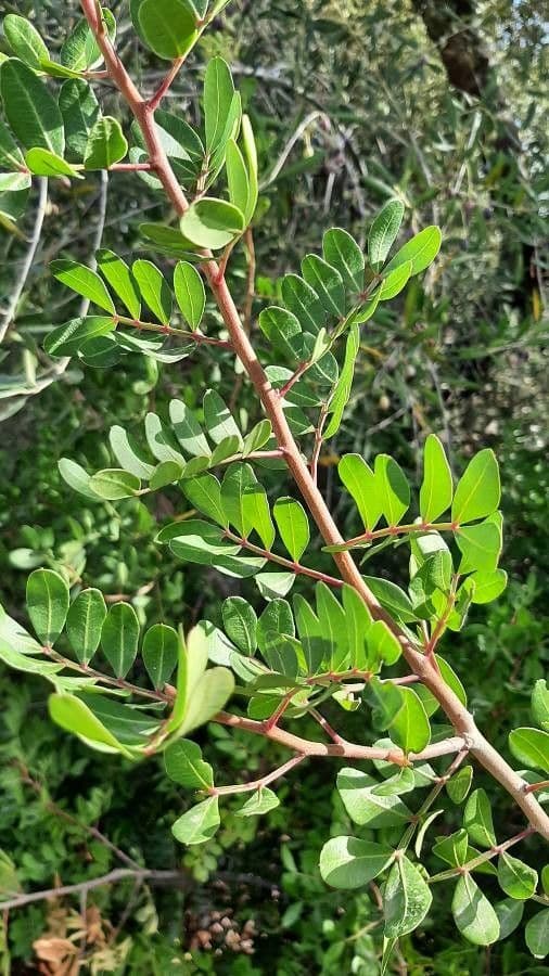 Pistacchio 4