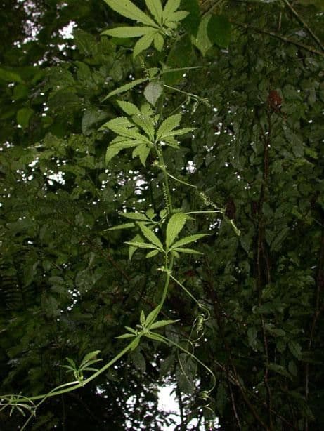 Cyclanthera 6