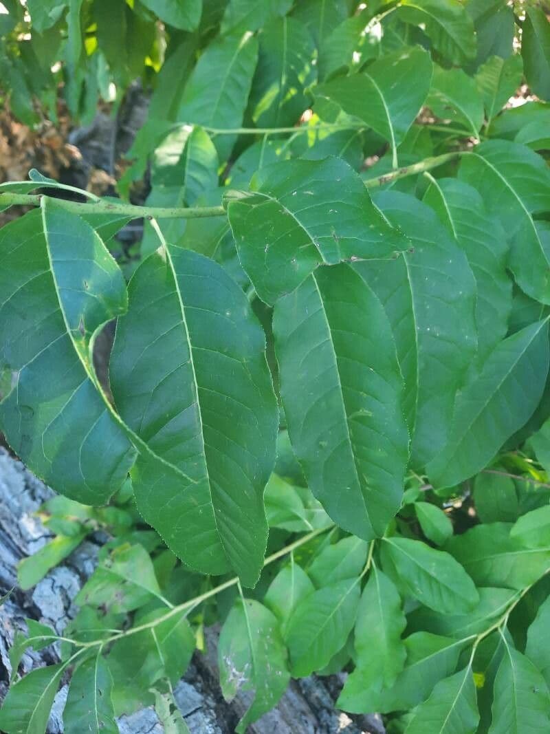 Oxydendrum 16