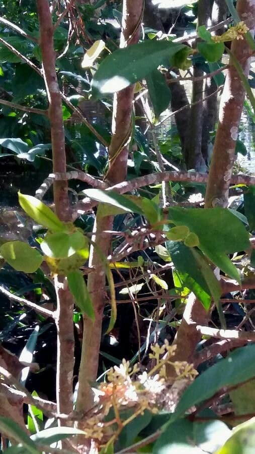 Palicourea crocea 19