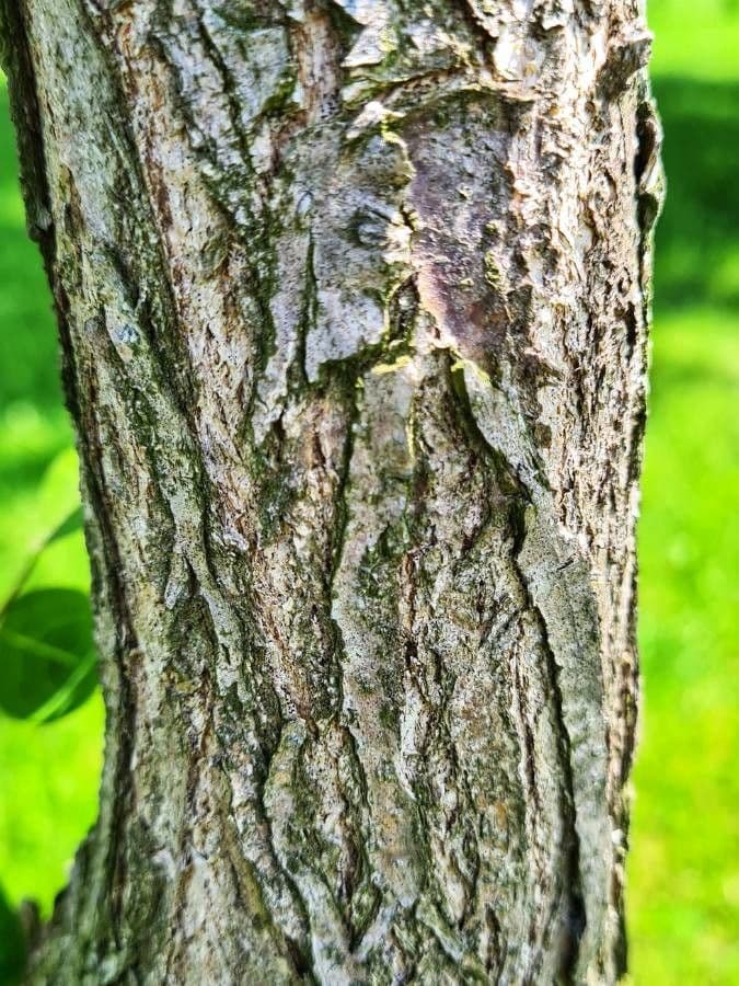 Robinia ispida 23