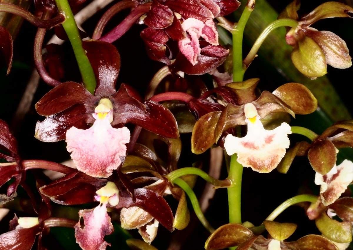 Dendrobium 10