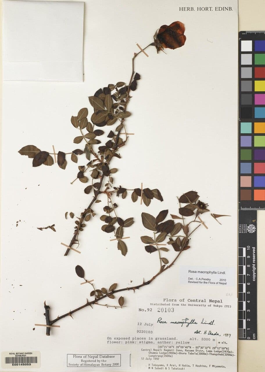 Großblättrige Rose 15