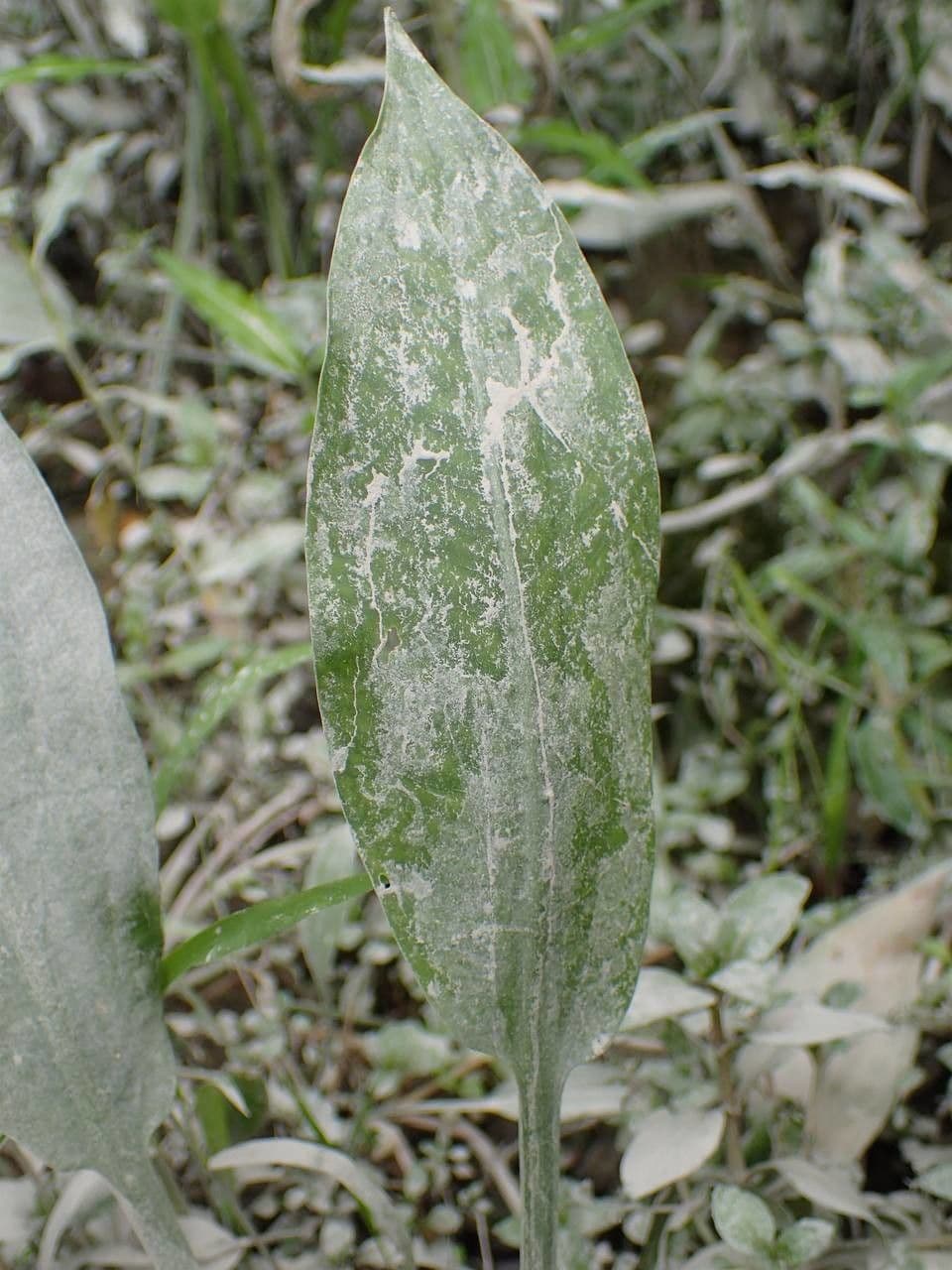Alisma lancéolé 18