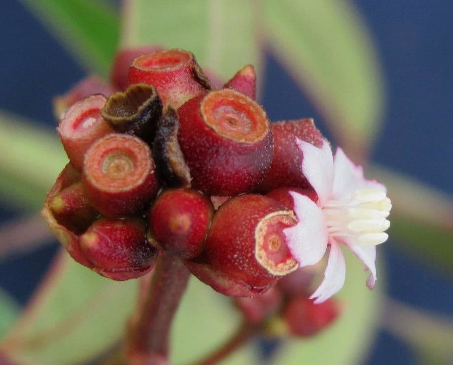 Miconia 6