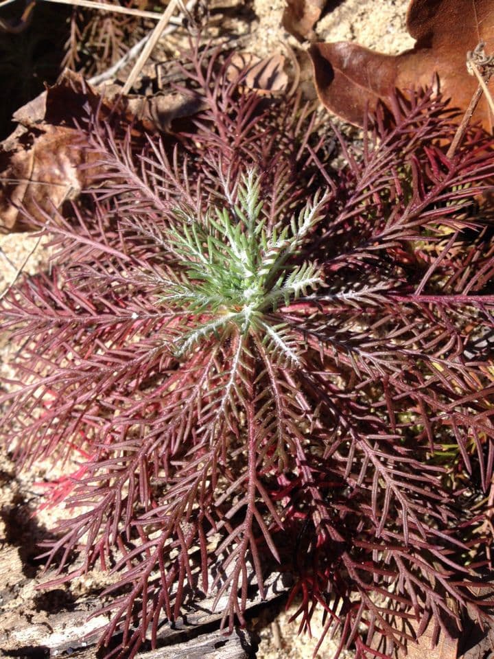 Ipomopsis rossa 15