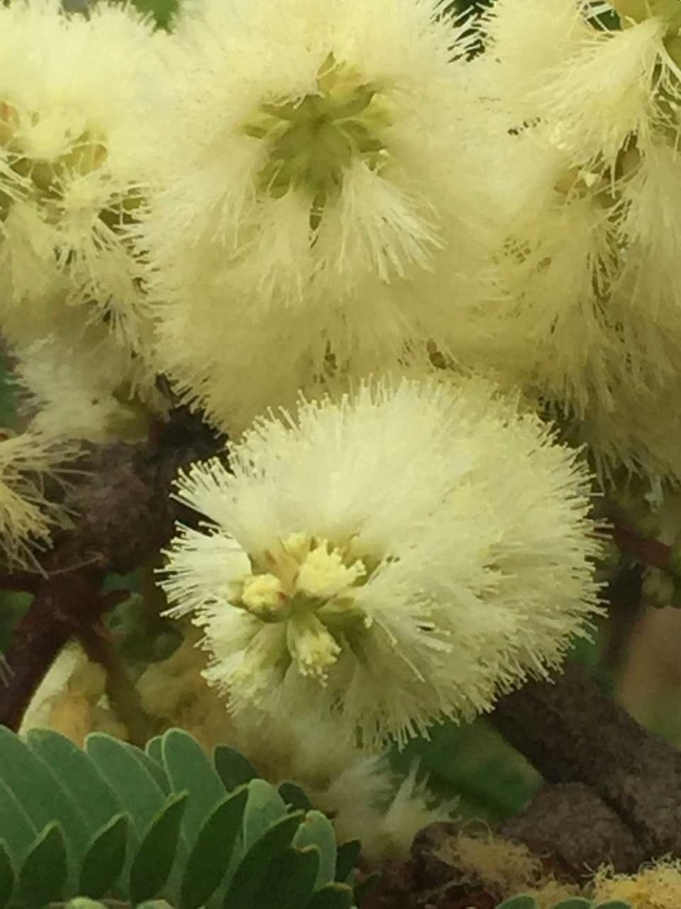 Senegalia 8