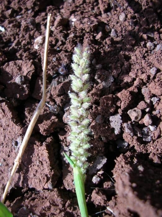 Tragus berteronianus 13