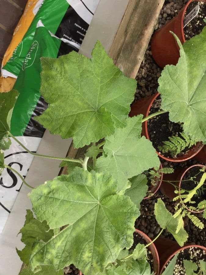Corynabutilon 5